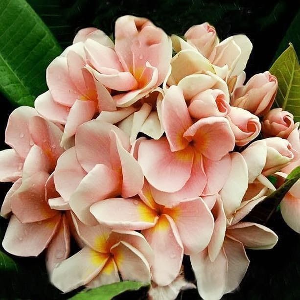 Peach Frangipani Flower Seeds for Planting – Heirloom Non-GMO, High Germination Organic Garden Seeds