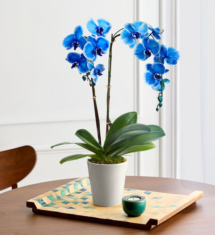 Sky Blue Phalaenopsis Flower Seeds for Planting – Heirloom, Non-GMO, High Germination Garden Seeds