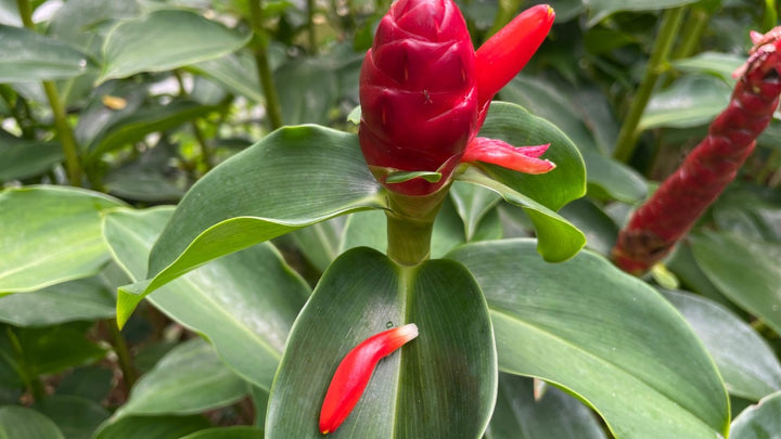 Red Button Ginger  for Planting - Cut Flower Favorite, Heirloom & GMO Free Seeds for Home Garden