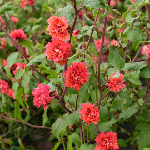 Flower Seeds, Seeds,Seeds For Planting,Plant Seeds