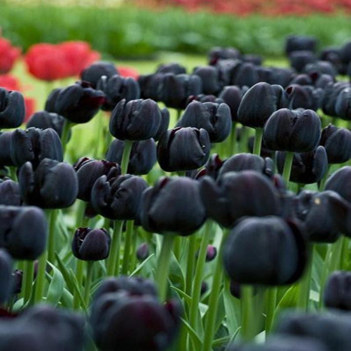 Tulip Black Flower Seeds for Planting – Vibrant Colors, Heirloom & Non-GMO