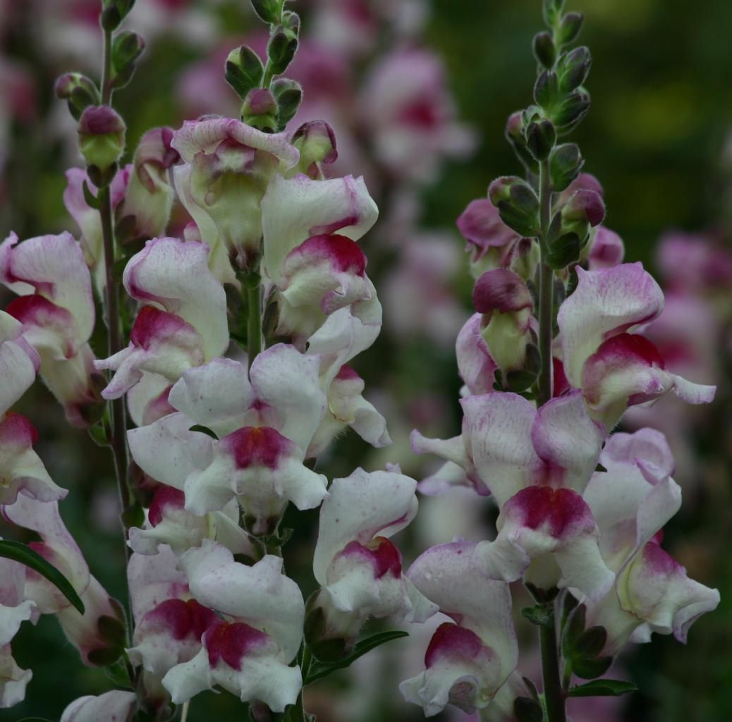 White & Pink Antirrhinum Flower Seeds for Planting – Heirloom, Non-GMO, High Germination Organic Garden Seeds