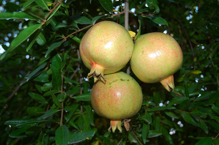 Green Pomegranate Fruit seeds – Heirloom, Non-GMO Seeds for Planting Crisp, Fresh Garden Harvests