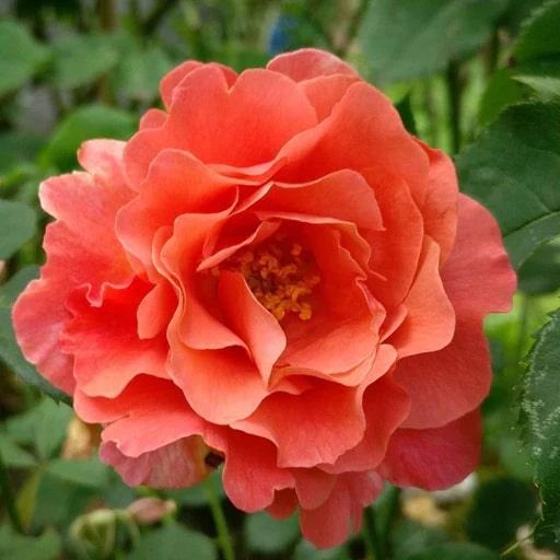 Dark Red Orange Rose Flower Seeds for Planting – Heirloom, Non-GMO, High Germination, Pollinator Friendly
