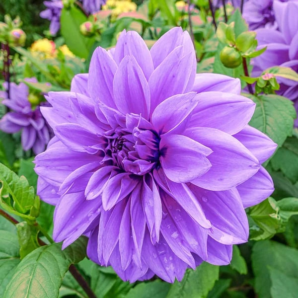 Purple Dahlia Flower Seeds for Planting – Heirloom, Non-GMO, High Germination Organic Garden Seeds