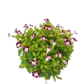 Violet Torenia Kauai Flower Seeds for Planting – Heirloom, Non-GMO, High Germination Organic Garden Seeds
