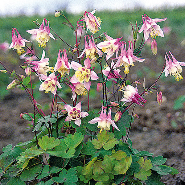 Aquilegia Columbine Flower Seeds for Planting – Heirloom, Non-GMO, Shade Tolerant Organic Garden Seeds