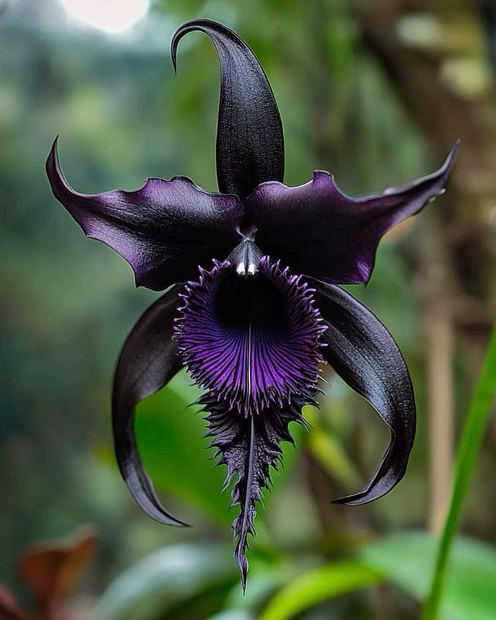 Black Tacca Chantrieri Flower Seeds for Planting – Heirloom Non-GMO, High Germination Organic Garden Seeds