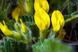 Yellow Astragalus Flower Seeds for Planting | Heirloom Non-GMO Organic Garden Seeds | Cut Flower Favorite, 100pcs