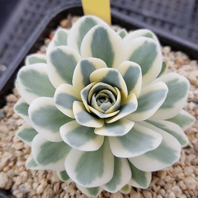 White Green Succulent Flower Seeds – Bright Blooms, Heirloom & Non-GMO Seeds for Home Garden