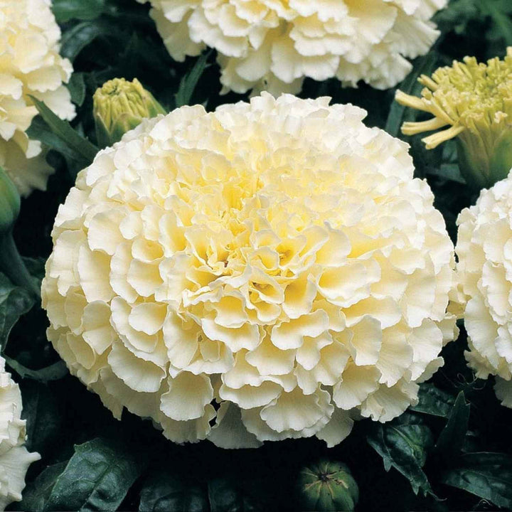 White Marigold Flower Seeds for Planting – Heirloom, Non-GMO, High Germination Organic Garden Seeds