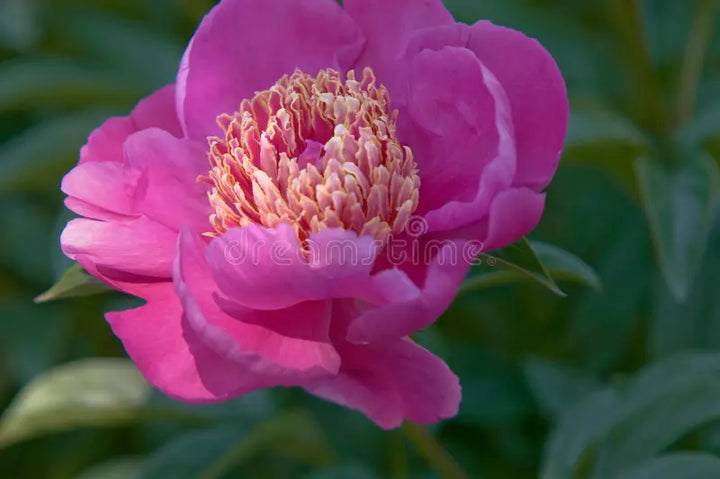 Flower Seeds, Seeds,Seeds For Planting,Plant Seeds