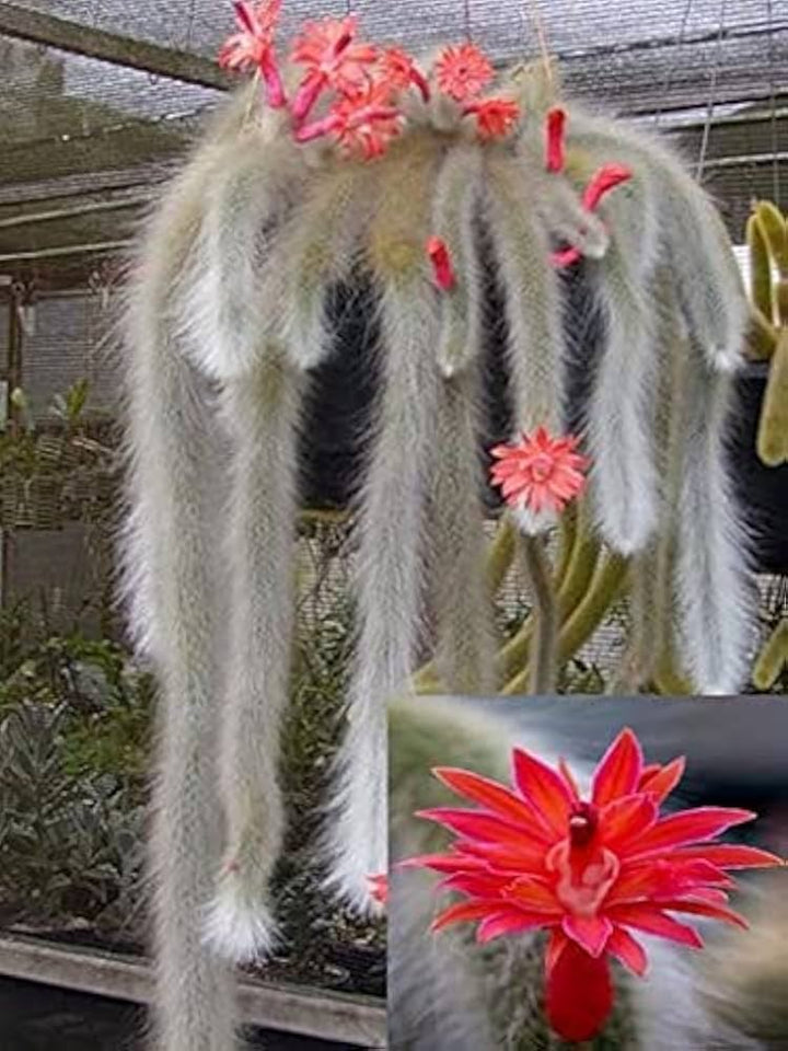 Hildewintera Colademononis – Monkey Tail Cactus Plant Seeds for Planting – Heirloom, Non-GMO, Organic