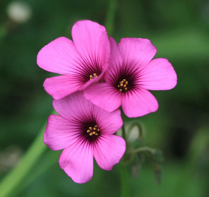 Flower Seeds, Seeds,Seeds For Planting,Plant Seeds