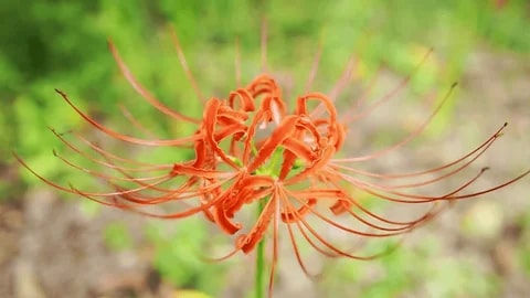 Orange Higanbana Flower Seeds for Planting – Heirloom, Non-GMO, Seasonal Bloomer, High Germination