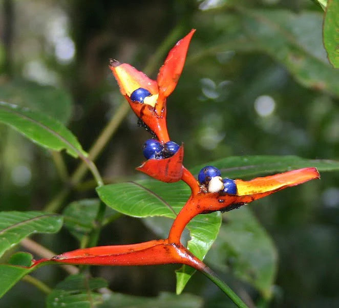 Heliconia Flower Seeds for Planting – Hardy Variety, Heirloom, Non-GMO, High Germination Organic Garden Seeds