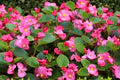 Begonia Semperflorens Flower Seeds for Planting – Heirloom, Non-GMO, High Germination Organic Garden Seeds