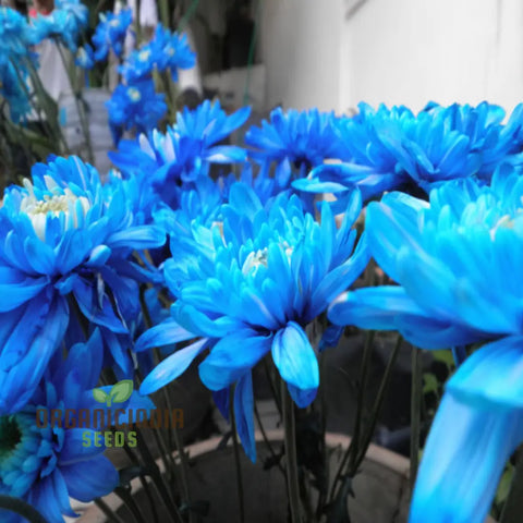 Flower Seeds, Seeds,Seeds For Planting,Plant Seeds
