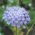 Blue Lace Flower Seeds for Planting – Heirloom, Non-GMO, High Germination Organic Garden Seeds