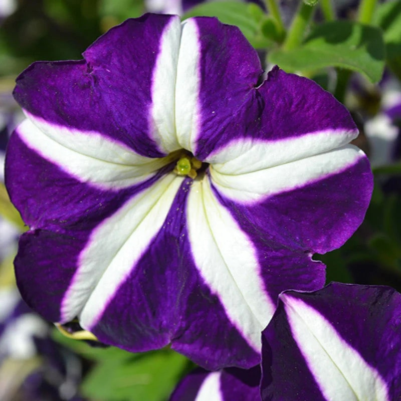 Violet & White Petunia Flower Seeds for Planting – Heirloom, Non-GMO, High Germination Garden Seeds