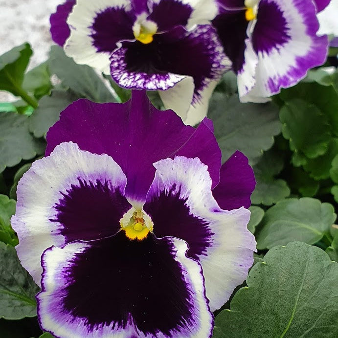 Flower Seeds, Seeds,Seeds For Planting,Plant Seeds