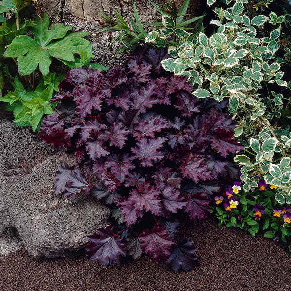 Flower Seeds, Seeds,Seeds For Planting,Plant Seeds