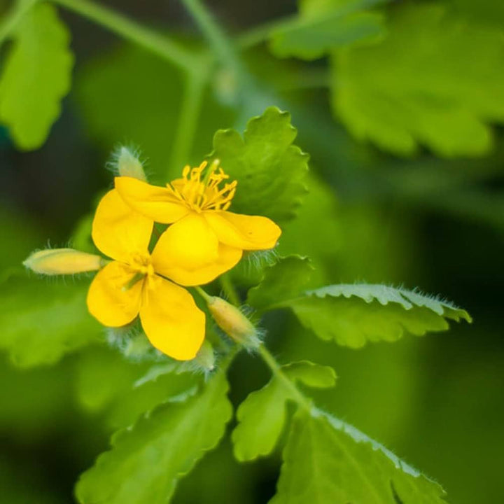 Flower Seeds, Seeds,Seeds For Planting,Plant Seeds