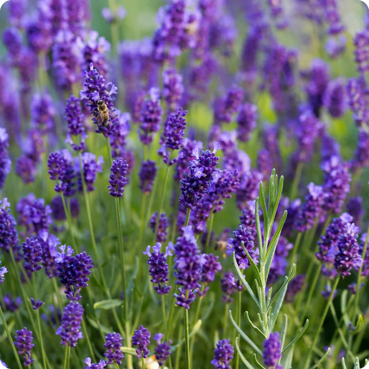Flower Seeds, Seeds,Seeds For Planting,Plant Seeds