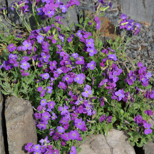 Flower Seeds, Seeds,Seeds For Planting,Plant Seeds