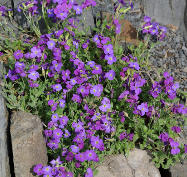 Flower Seeds, Seeds,Seeds For Planting,Plant Seeds