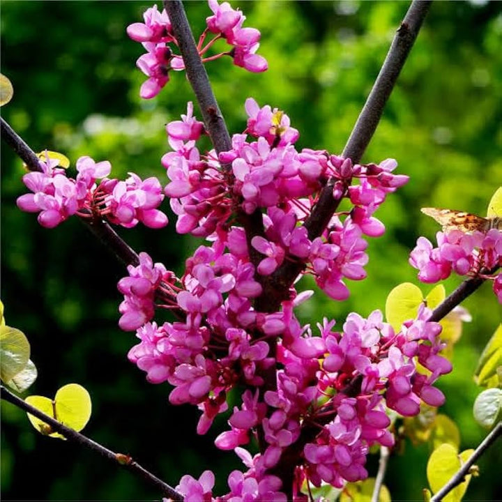 Flower Seeds, Seeds,Seeds For Planting,Plant Seeds