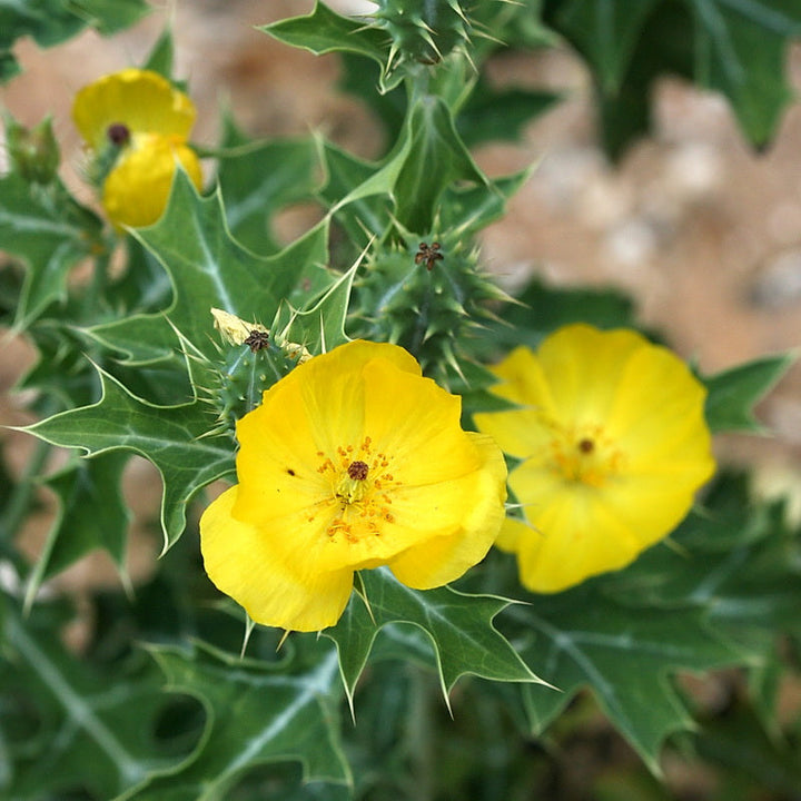 Flower Seeds, Seeds,Seeds For Planting,Plant Seeds