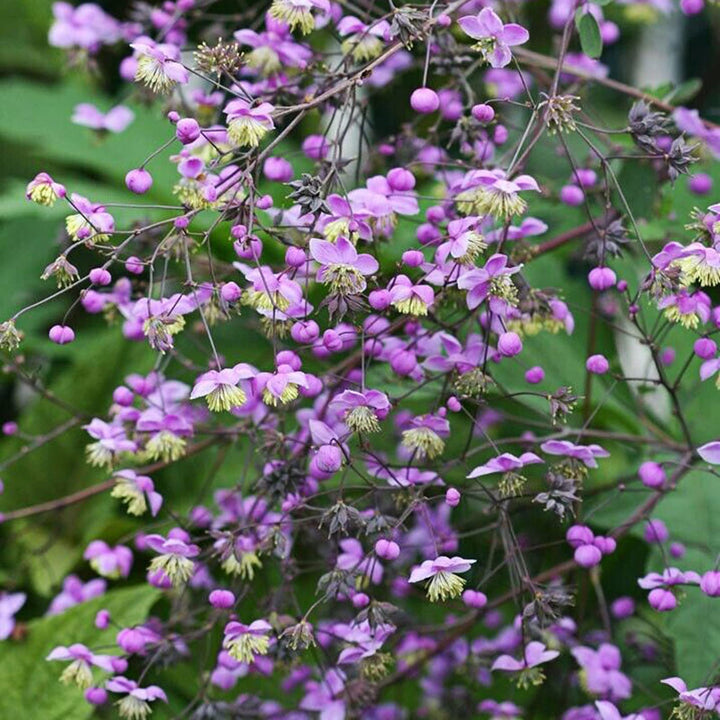 Flower Seeds, Seeds,Seeds For Planting,Plant Seeds