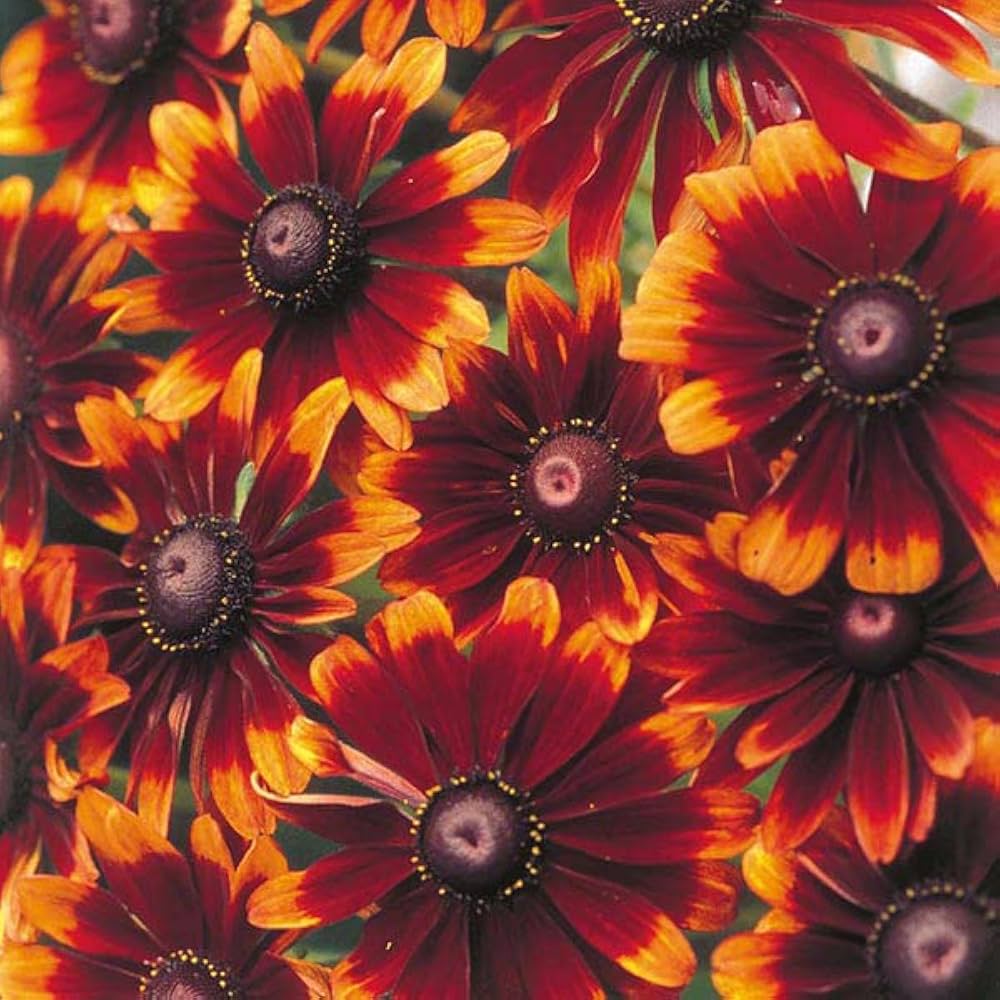 Flower Seeds, Seeds,Seeds For Planting,Plant Seeds