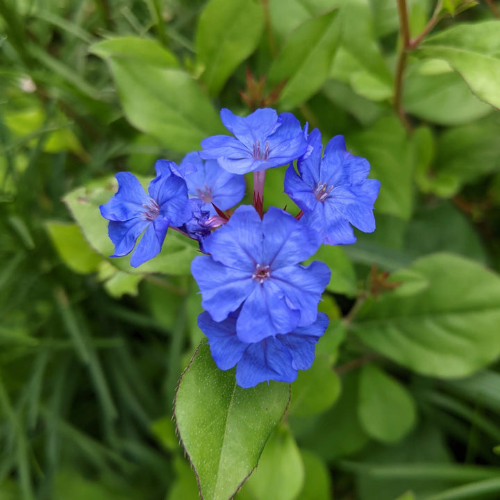 Flower Seeds, Seeds,Seeds For Planting,Plant Seeds