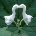 White Swan Flower Seeds – Heirloom, Non-GMO, Long Bloom Season