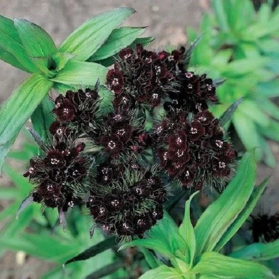 Flower Seeds, Seeds,Seeds For Planting,Plant Seeds