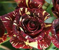 Marron Cream Rose Flower Seeds for Planting – Heirloom, Non-GMO, High Germination Garden Seeds