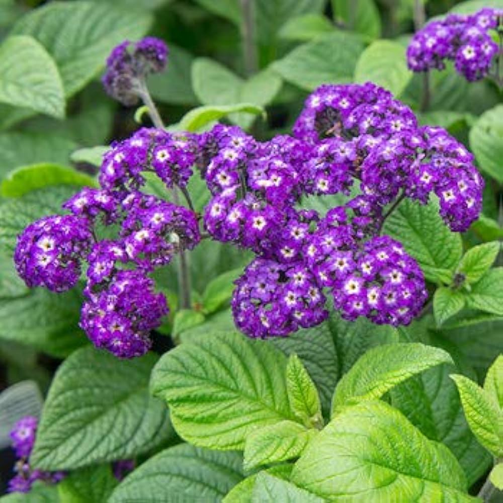 Fresh Heliotrope Flower Seeds for Planting – Heirloom, Non-GMO, High Germination Organic Garden Seeds