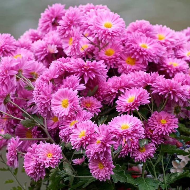 Flower Seeds, Seeds,Seeds For Planting,Plant Seeds