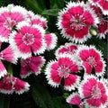 White Red Dianthus Flower Seeds for Planting – Fragrant Blossoms, Heirloom, Non-GMO, High Germination Organic Garden Seeds