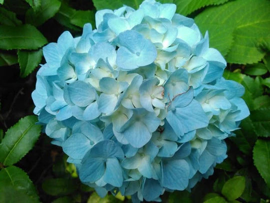 Light Blue Hydrangea Flower Seeds for Planting – Heirloom, Non-GMO, High Germination Organic Garden Seeds