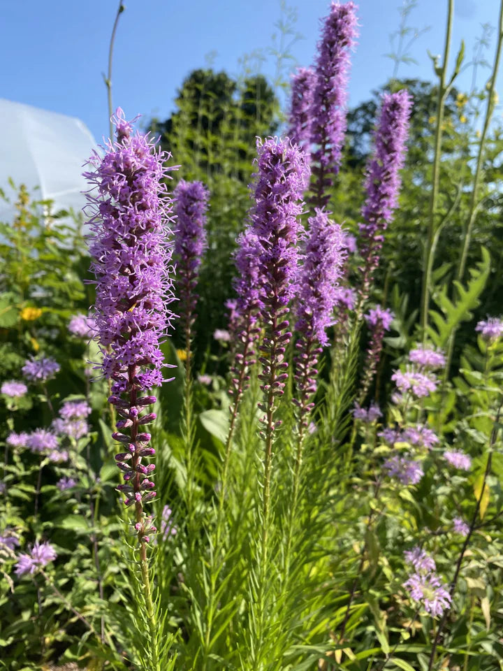 Purple Liatris Flower Seeds for Planting – Heirloom, Non-GMO, High Germination Bright Garden Seeds