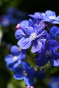 Blue Anchusa Flower Seeds for Planting – Perfect for Borders, Heirloom, Non-GMO, High Germination Organic Garden Seeds