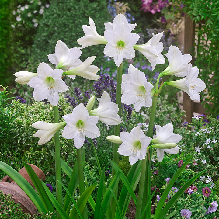 White Amaryllis Flower Seeds for Planting – Heirloom, Non-GMO, High Germination Organic Garden Seeds
