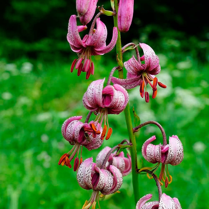 Flower Seeds, Seeds,Seeds For Planting,Plant Seeds