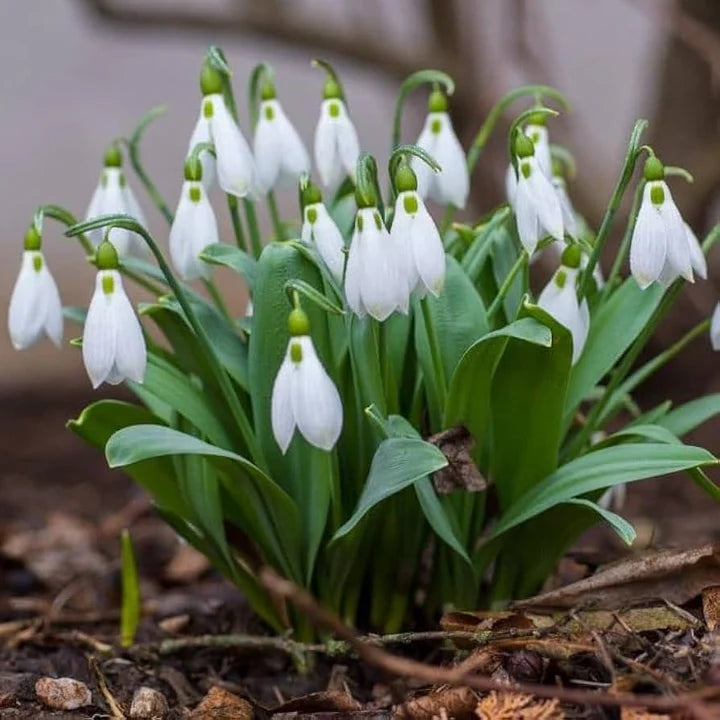 White Galanthus Flower Seeds for Planting – Heirloom, Non-GMO Easy-to-Grow Organic Garden Seeds