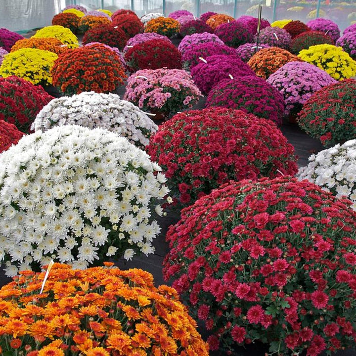 Flower Seeds, Seeds,Seeds For Planting,Plant Seeds