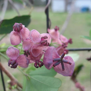 Flower Seeds, Seeds,Seeds For Planting,Plant Seeds