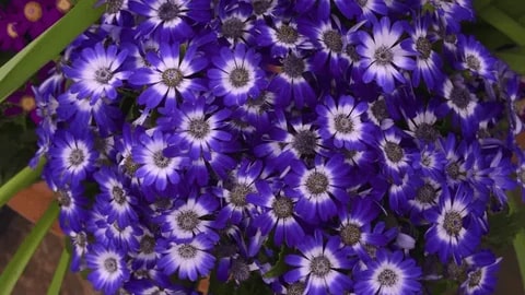 Blue White Primula Flower Seeds for Planting – Heirloom, Non-GMO, Vibrant Colors, High Germination